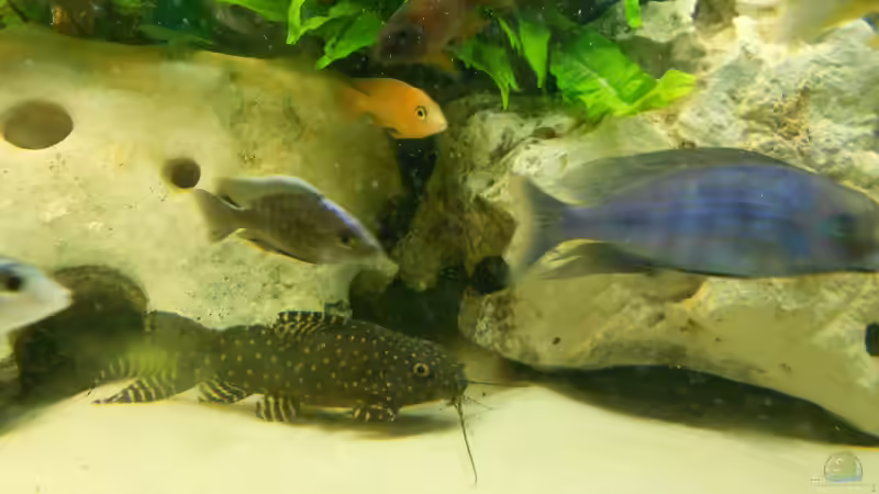 Synodontis angelicus unten- links oben Aulonocara kandeense von Insulaner (28)