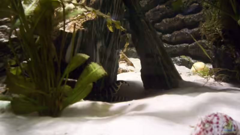 Synodontis Angelicus (versteckt) von schmitzkatze (14)