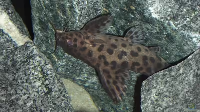 Synodontis Artenmix zwischen den Steinen von Matoba (18)