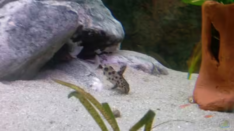 Synodontis (Bastarde) von Daniela Birrer (5)