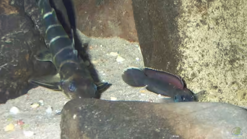 Synodontis brichardi im Aquarium halten (Einrichtungsbeispiele für Brichards Fiederbartwels)