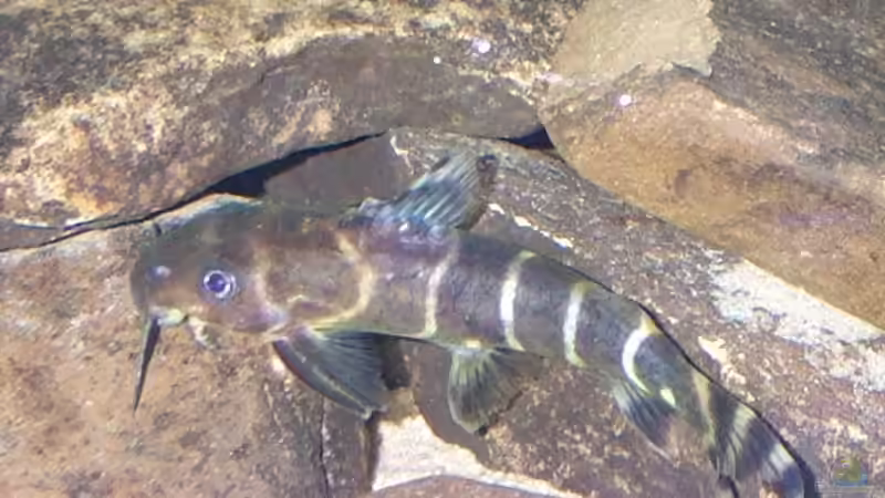 Synodontis brichardi im Aquarium halten (Einrichtungsbeispiele für Brichards Fiederbartwels)