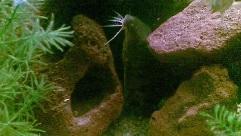 Synodontis decorus von dimmifan (10)