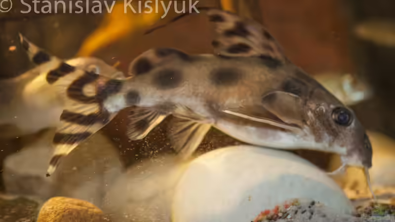 Synodontis decorus von Stanislav Kislyuk (21)