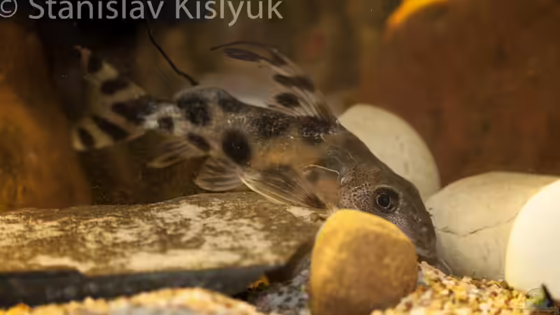 Synodontis decorus von Stanislav Kislyuk (22)