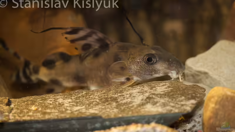 Synodontis decorus von Stanislav Kislyuk (23)