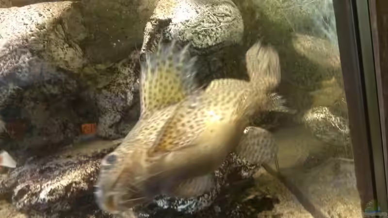 Synodontis eupterus hat dicken Bauch 1 von Thoralf Berner (2)