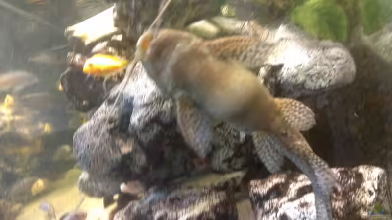 Aquarien mit Synodontis eupterus