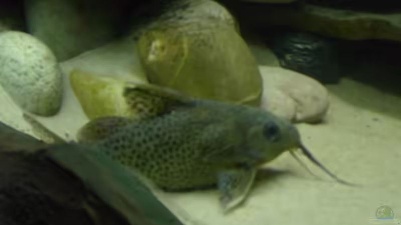 Synodontis eupterus von Mathias Kern (20)