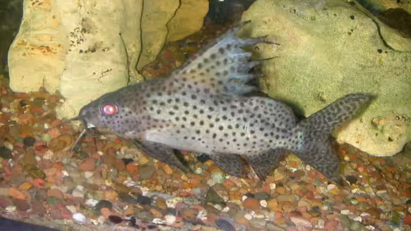 Aquarien mit Synodontis eupterus