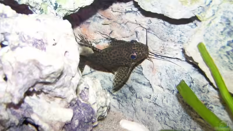 Synodontis feliva von Dicker Udo (27)