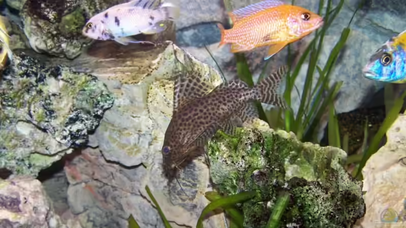 Synodontis feliva von Dicker Udo (28)