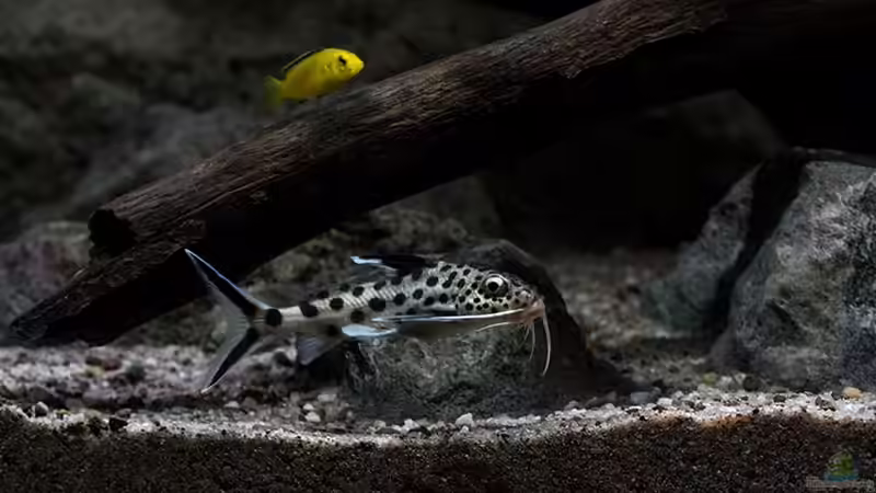Synodontis grandiops inder ??bergangszone ...  von AjakAndi (106)