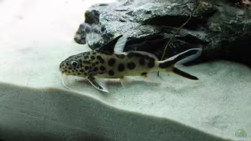 Synodontis grandiops oder multipunctatus ? wer weiss das von Vision112 (37)