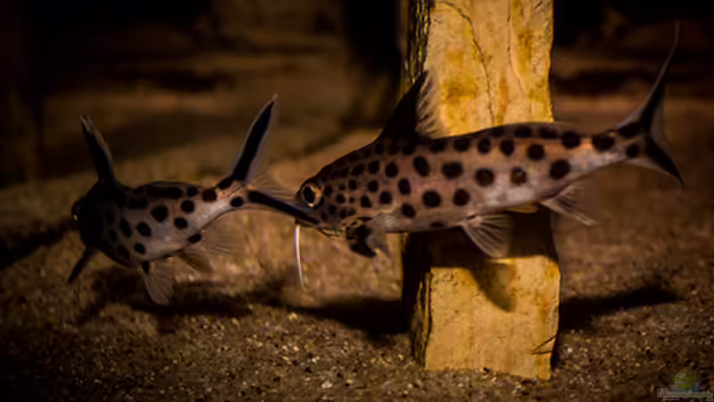 Synodontis grandiops von AjakAndi (30)