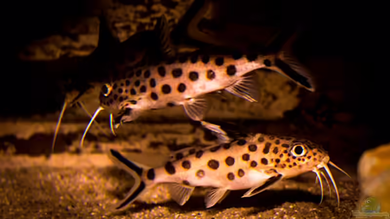 Synodontis grandiops von AjakAndi (32)