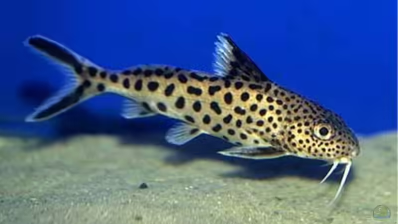 Synodontis Grandiops von H.K-Mika (23)