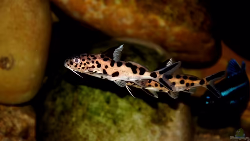 Synodontis grandiops von Steffen Haß (16)