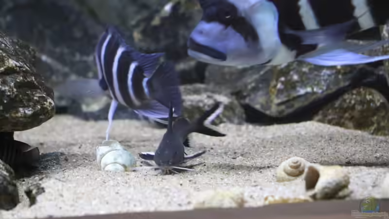 Aquarien mit Synodontis granulosus