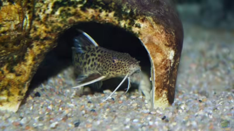 Synodontis in der Höhle von Jens Beier (12)
