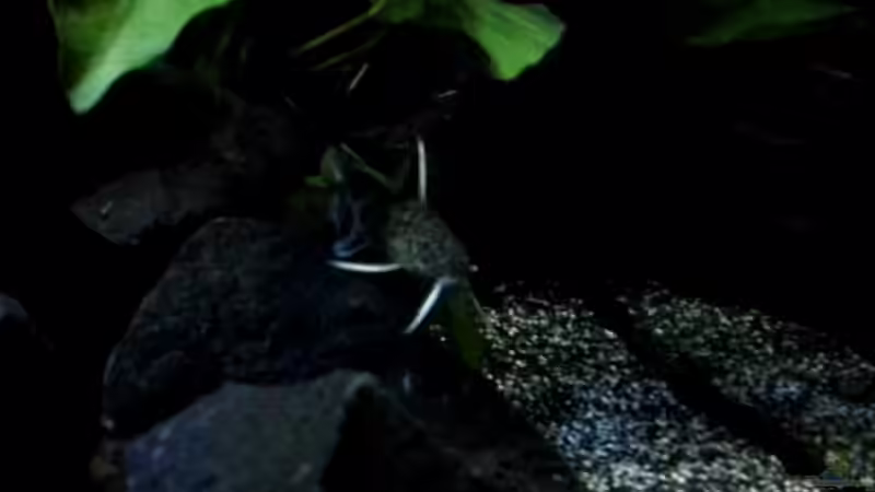 Synodontis lucipinni von Guido Studtrucker (36)