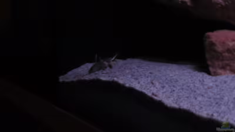 Synodontis Lucipinnis - 15.01.13 von aquamika (25)