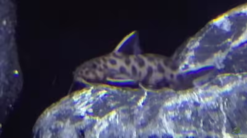 Synodontis lucipinnis  von Heike Fuchs (85)