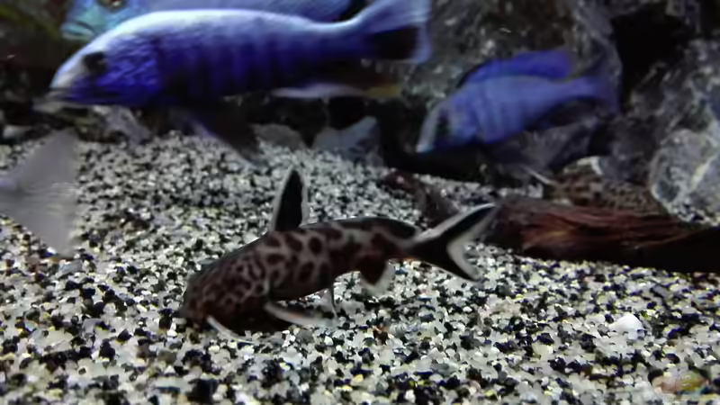 Aquarien mit Synodontis lucipinnis