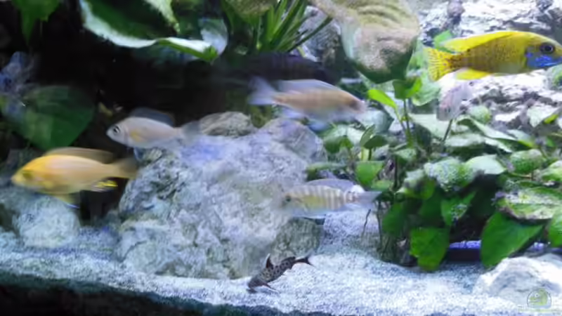 Synodontis Lucipinnis 1 von tomwu (48)