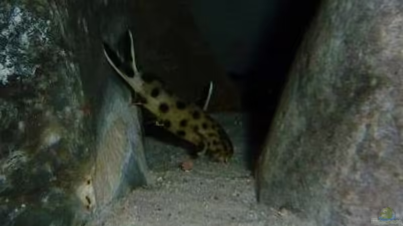 Synodontis lucipinnis von Antje 78 (10)