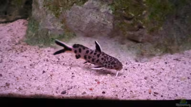 Synodontis lucipinnis von Aqua-Dirk (18)