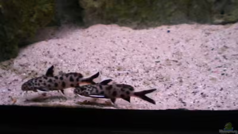 Synodontis lucipinnis von Aqua-Dirk (19)