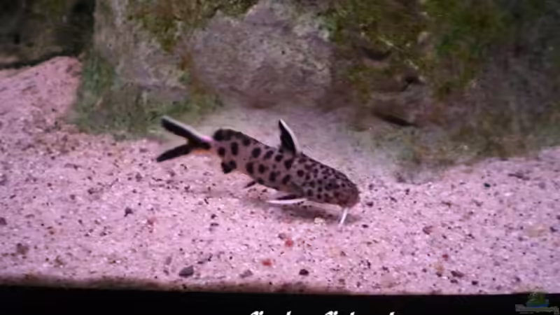 Synodontis lucipinnis von Dirk Friebe (20)