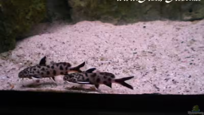 Synodontis lucipinnis von Dirk Friebe (21)