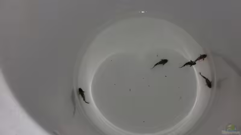 Synodontis lucipinnis von Gunnar2060 (63)