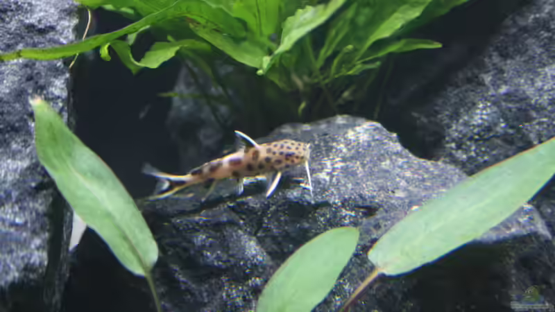 SYNODONTIS LUCIPINNIS von Marco (8)