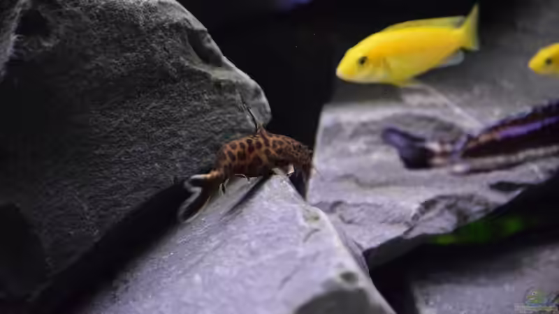 Synodontis lucipinnis von Mazdeur (14)