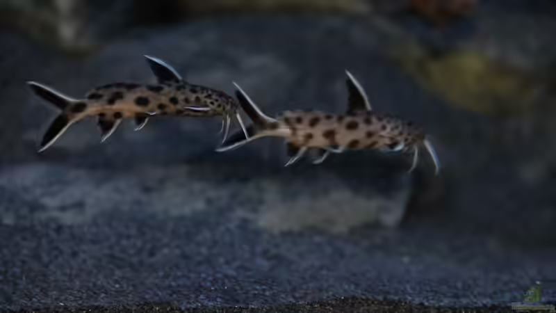 Synodontis lucipinnis von Sebastian O. (107)