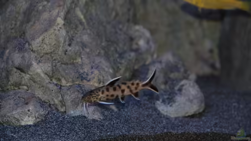 Synodontis lucipinnis von Sebastian O. (108)