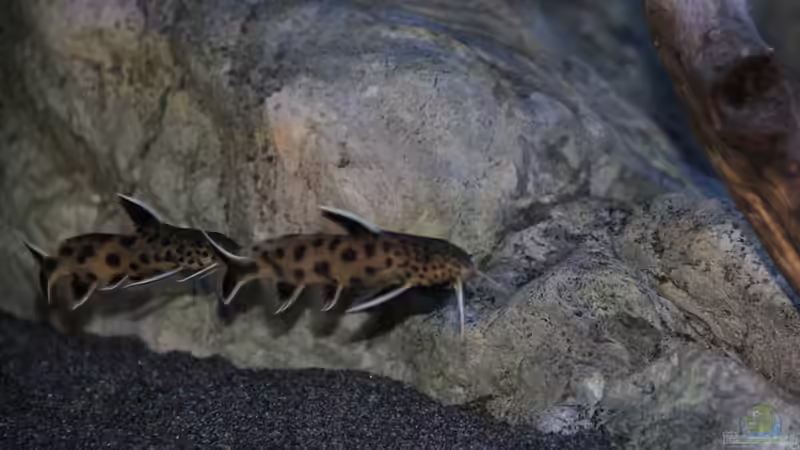 Synodontis lucipinnis von Sebastian O. (109)