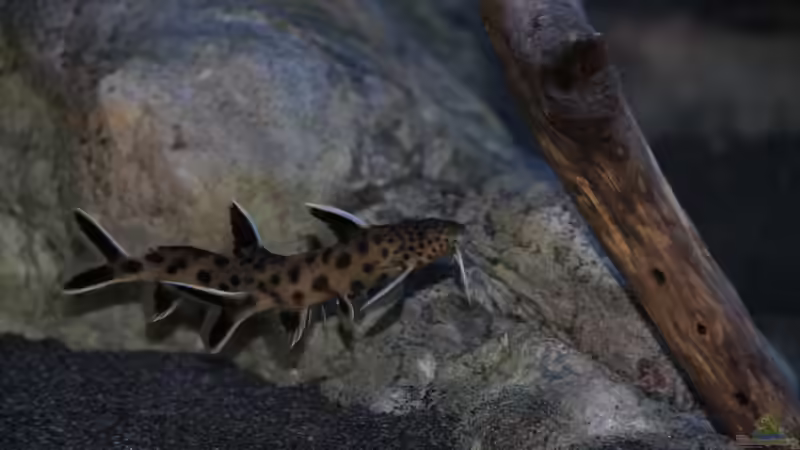 Synodontis lucipinnis von Sebastian O. (110)