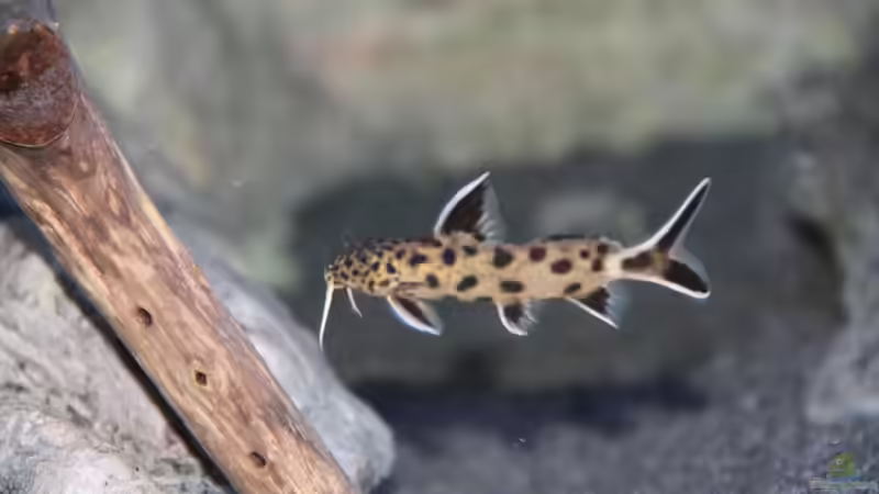 Synodontis lucipinnis von Sebastian O. (112)