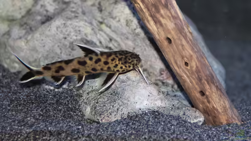 Synodontis lucipinnis von Sebastian O. (113)