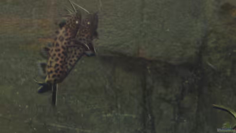 Synodontis lucipinnis von Steffen G (69)