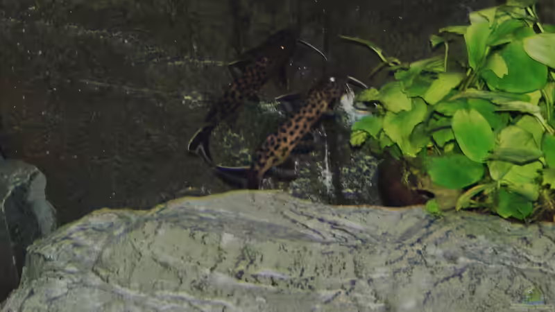 Aquarien mit Synodontis lucipinnis