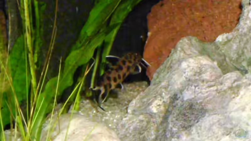 Aquarien mit Synodontis lucipinnis