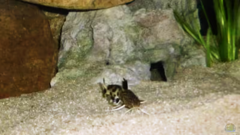 Aquarien mit Synodontis lucipinnis