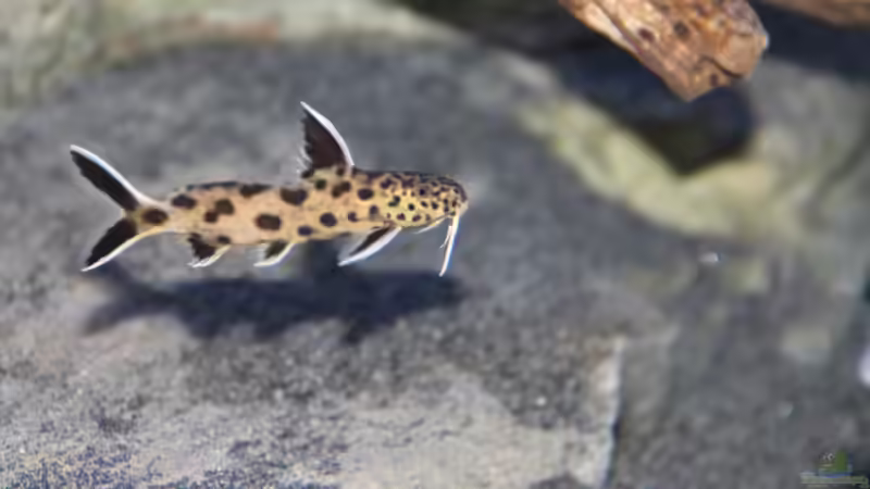 Aquarien mit Synodontis lucipinnis
