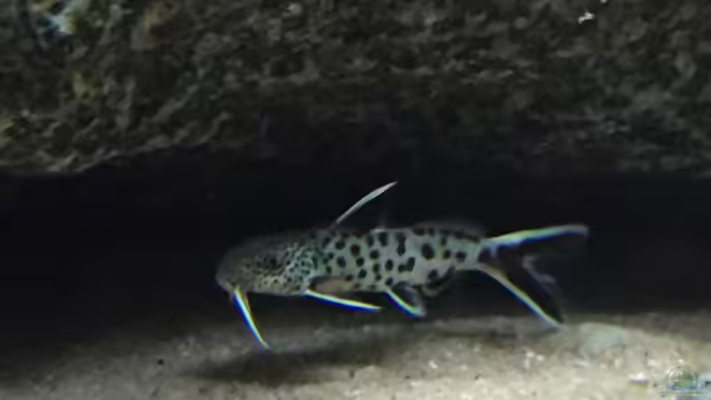 Aquarien mit Synodontis lucipinnis