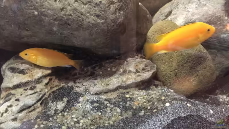 Synodontis Multi. auf Beobachtungsposition. :)  von Dresdn3r (30)